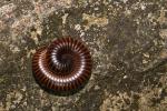 Millipede