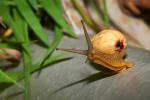 Schnecke im QE NP