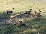 wild dogs