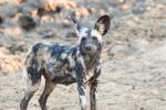 wild dog in zambia