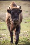 Wisent