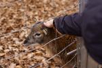 Wildpark Wernigerode 1