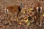 Wildpark Wernigerode 2