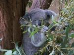 Koala im Wachzustand im Taronga Zoo in Sydney