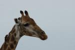 Giraffe mit Besucher