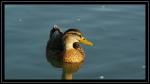 Ente