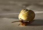 Schnecke 1