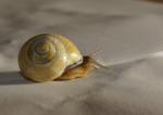 Schnecke 2