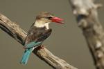 1 - Brown-hooded Kingfischer