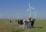 Herde vor Windpark