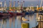 Hafen in Büsum IV