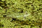 Wasserfrosch