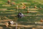 Frosch im Schirme