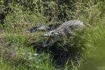 Makutsi - Krokodil