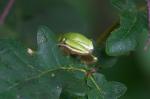 laubfrosch2