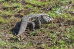 Salvator merianae im Pantanal