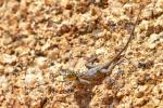 Agama planiceps