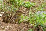 Ameiva ameiva