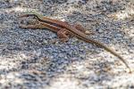 Ameiva ameiva