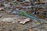 Ameiva ameiva