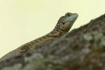 Tropidurus torquatus. Pantanal