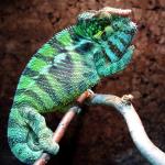 Furcifer Pardalis Ambanja