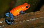 Erdbeerfrosch Costa Rica