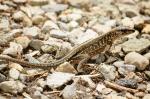 Ameiva festiva