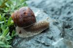 Schnecke