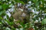 Grüner leguan an der Leguanbrück