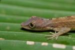 Anolis limifrons