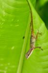 Anolis limifrons