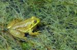 Lithobates catesbeiana