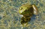 Lithobates catesbeiana