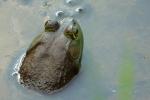 Lithobates catesbeiana