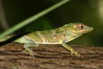 Anolis equestris thomasi