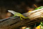 Anolis allisoni ost