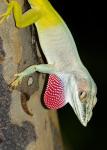 Anolis allisoni ost