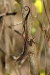 Anolis jubar gibarensis