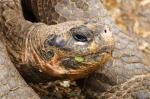 Galápagos-Riesenschildkröte