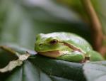 Laubfrosch 2