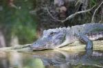 Everglades_Gator