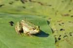 Frosch1