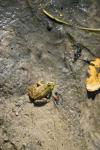 Frosch 2