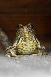 Frosch