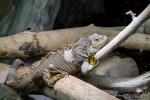 Grüner Leguan Luisenpark