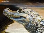 Krokodil-Kaiman Im Rostocker Zoo