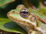 Wasserfrosch_3