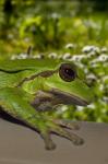 Frosch-Montage-2