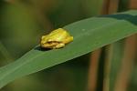 Gold(laub)frosch